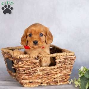 Sherry, Miniature Golden Retriever Puppy